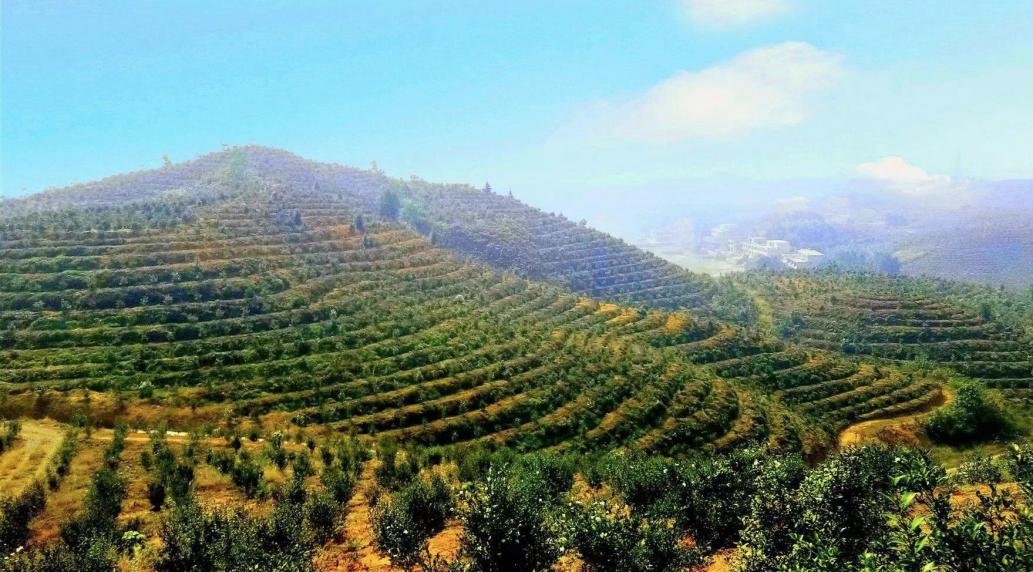 【总书记与代表委员们的暖心事儿】“油茶产业真正把荒山变成‘金山银山’”_fororder_图片2