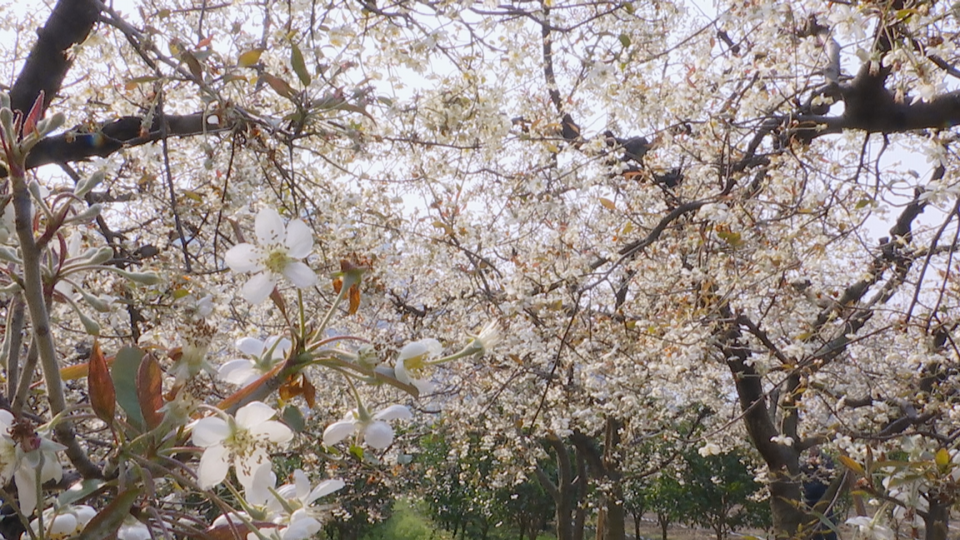 【与春天撞个满怀 打卡最美春景】桂林花香春意浓 处处美景游人醉_fororder_图片126