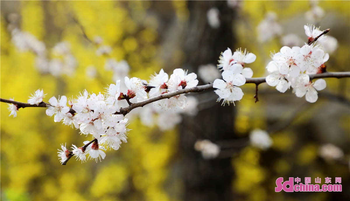 山东平阴：锦山秀水风光好 春色春景惹人醉