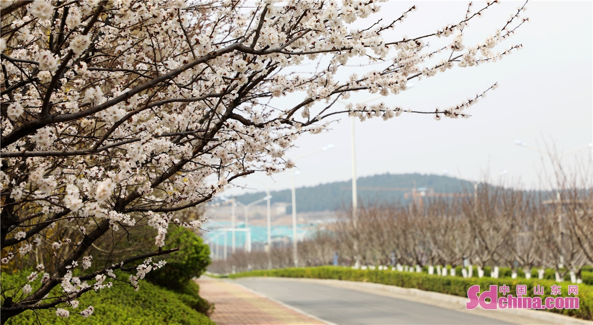 山东平阴：锦山秀水风光好 春色春景惹人醉