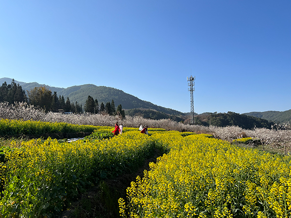 供圖 冕寧縣融媒體中心國際在線四川消息:日前,涼山州冕寧縣石龍鎮