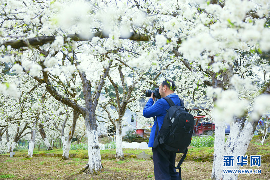 千畝李子花開 來武陵山區尋一場“李”遇