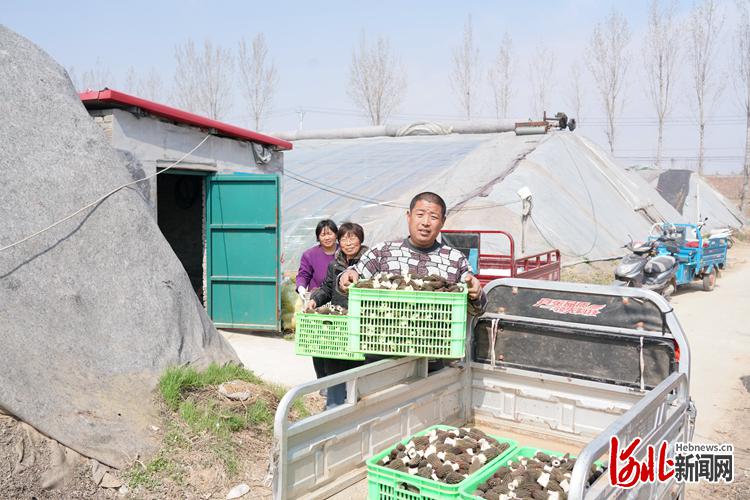 河北臨城：發展設施農業 助農增收致富