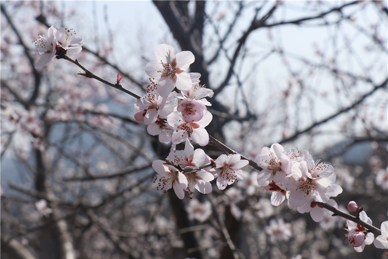 洛阳新安：满山花开春意浓_fororder_2.JPG