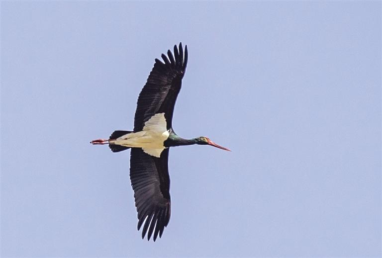 【生态图文列表】银滩湿地公园上空飞来国家一级保护动物黑鹳_fororder_微信图片_20220307145730