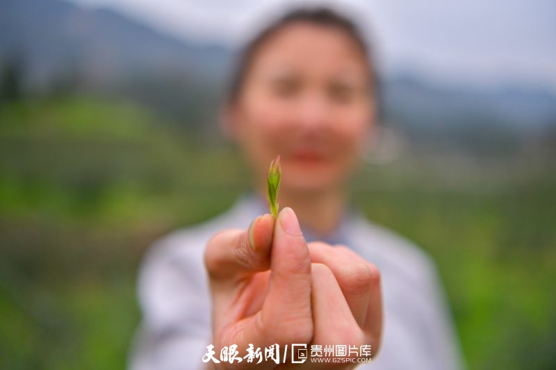 黔茶 春天芬芳的暖意 香飘大地