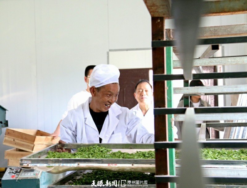 黔茶 春天芬芳的暖意 香飄大地