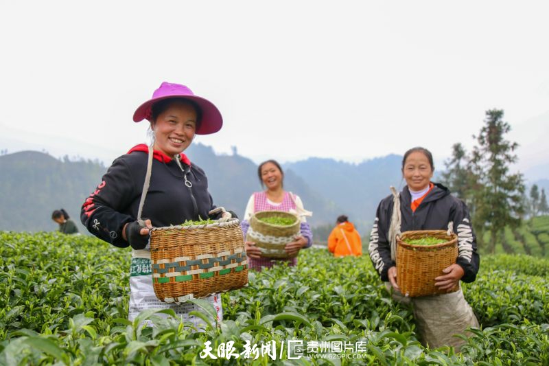 黔茶 春天芬芳的暖意 香飄大地