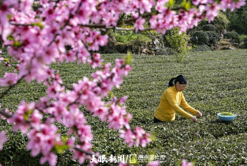 黔茶 春天芬芳的暖意 香飄大地