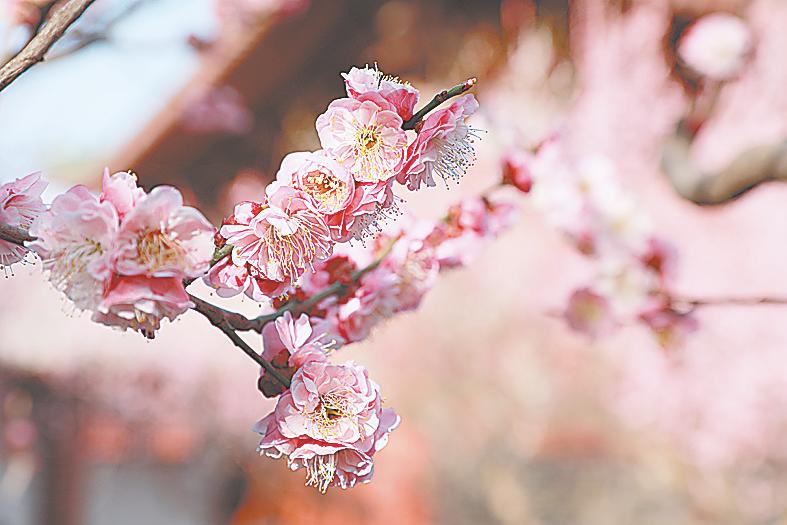 河南開封：景區梅花開正盛