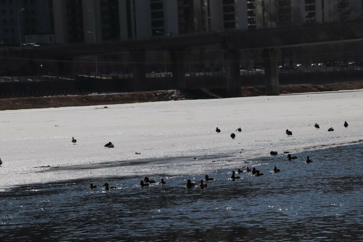 通化市:春鴨戲水佟佳江,生態山城好風光_fororder_微信圖片_20220308095157