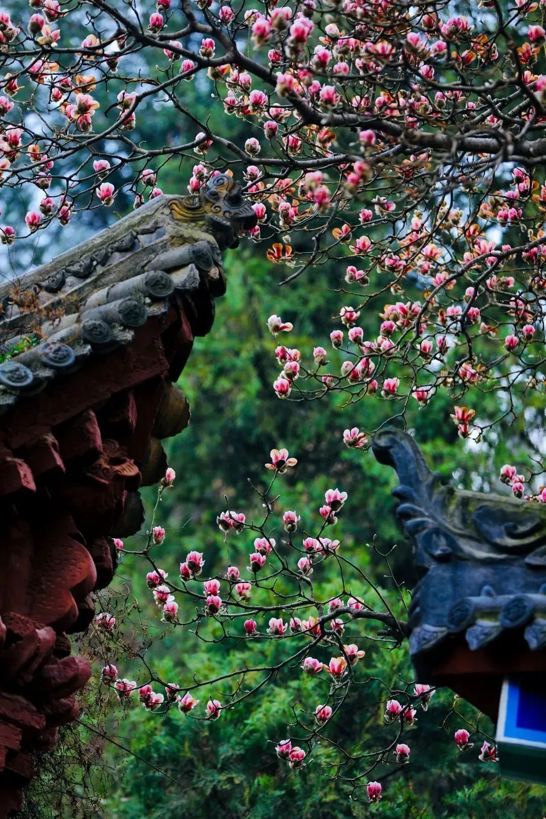 （转载）这里的“仙境”，美上热搜！