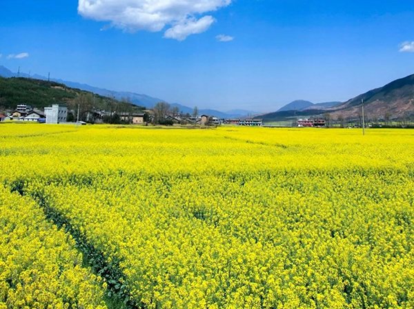 凉山州越西：花开成海等你来_fororder_盛放的油菜花-供图-越西县融媒体中心（2）
