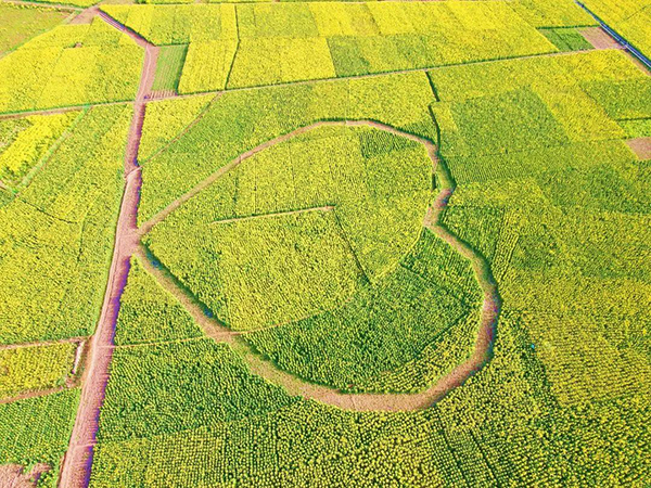 凉山州越西：花开成海等你来_fororder_盛放的油菜花-供图-越西县融媒体中心
