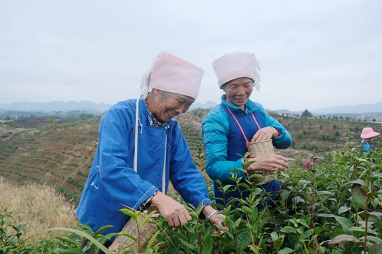 （供稿）黔南平塘18.8萬畝春茶開採_fororder_群眾正在採摘春茶.JPG
