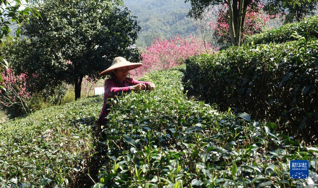 春茶开采春意暖