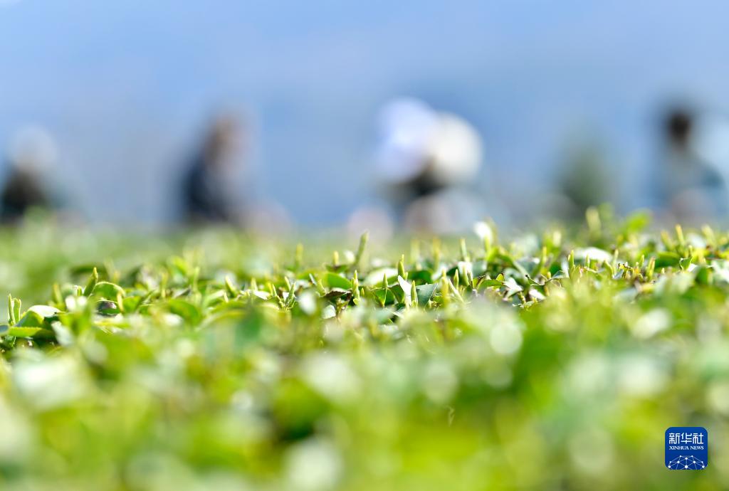 春茶开采春意暖