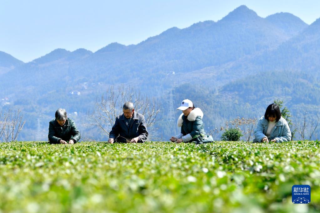 春茶开采春意暖