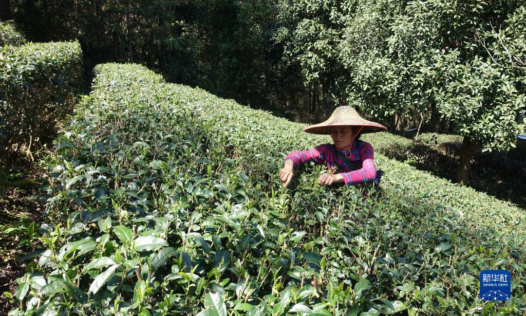 春茶开采春意暖