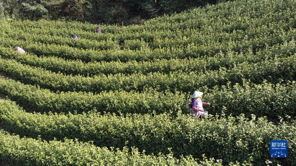 春茶开采春意暖