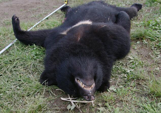 大熊猫吃人可怕图片