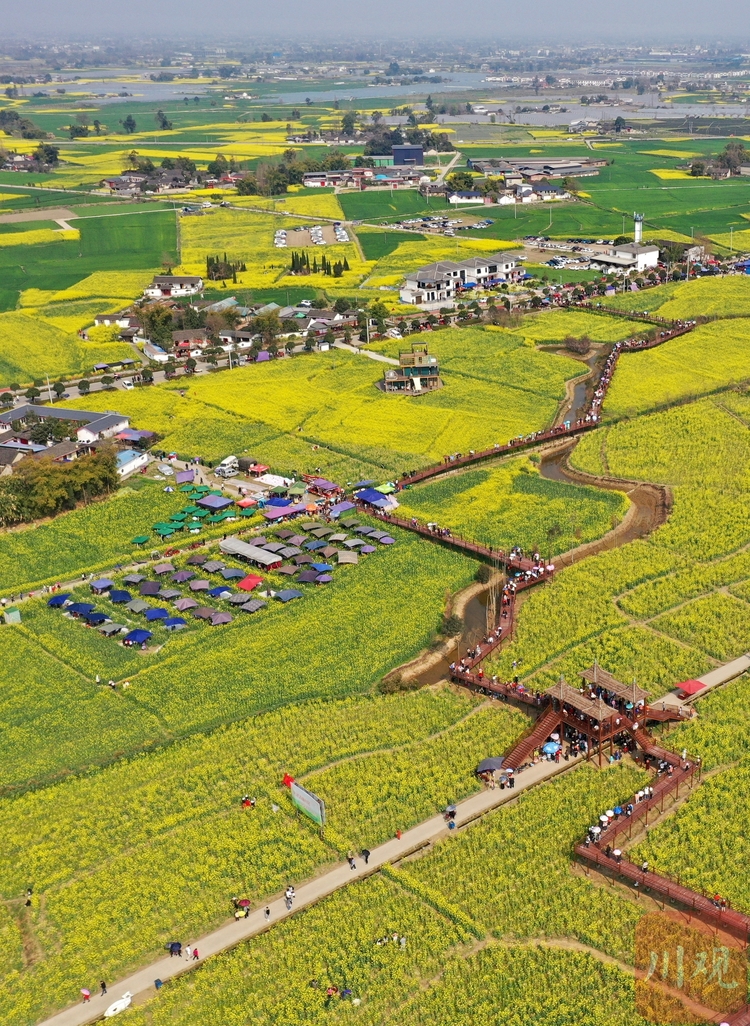 （中首）四川廣漢：萬畝“軟黃金”包圍新村美
