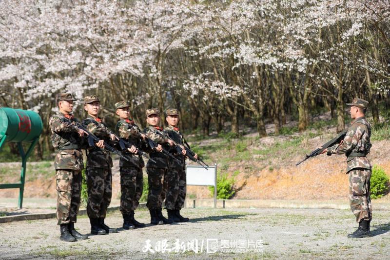 最美軍營 武警戰士萬畝櫻花園裏的“硬核”浪漫