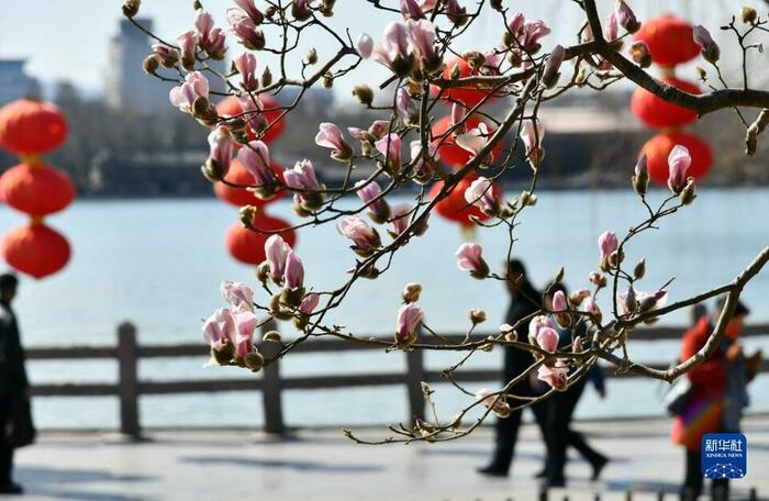 제남 대명호 목련화 활짝 피어_fororder_rBABCWIhyuOADqPlAAAAAAAAAAA440.1023x666.960x625