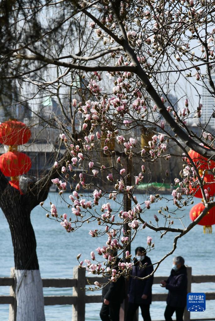 제남 대명호 목련화 활짝 피어_fororder_rBABCmIhyuKAUCm6AAAAAAAAAAA450.685x1023