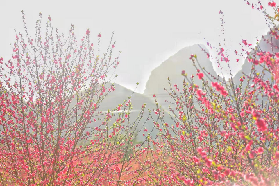 【B】【與春天撞個滿懷 打卡最美春景】 桂林百畝桃花迎春綻放 令人“桃”醉_fororder_圖片42