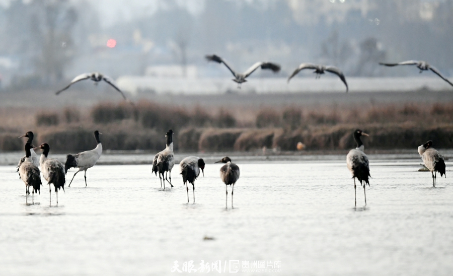 （中首）草海候鸟满意越冬 陆续启程迁徙