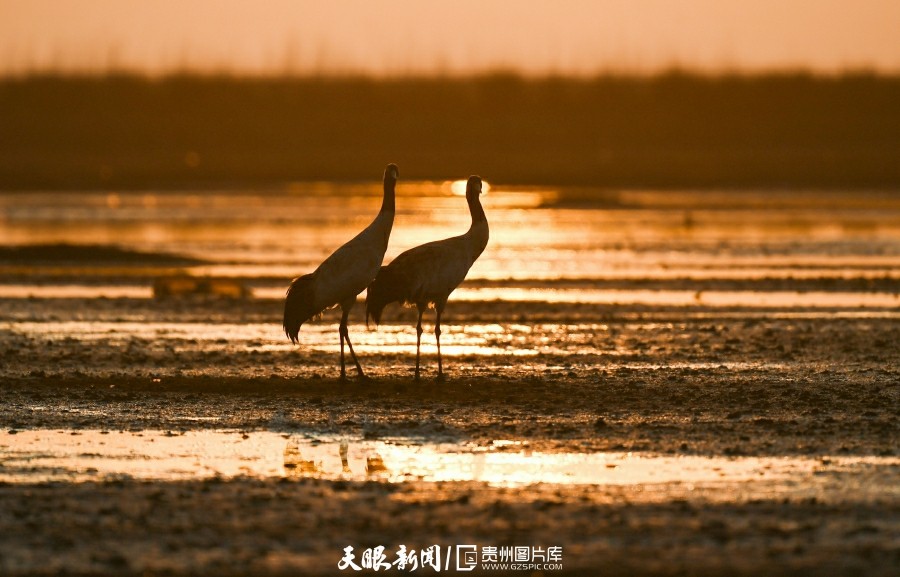 （中首）草海候鸟满意越冬 陆续启程迁徙