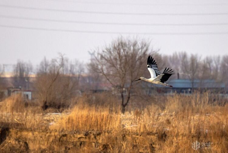 松江水暖它先知 東方白鸛北歸還