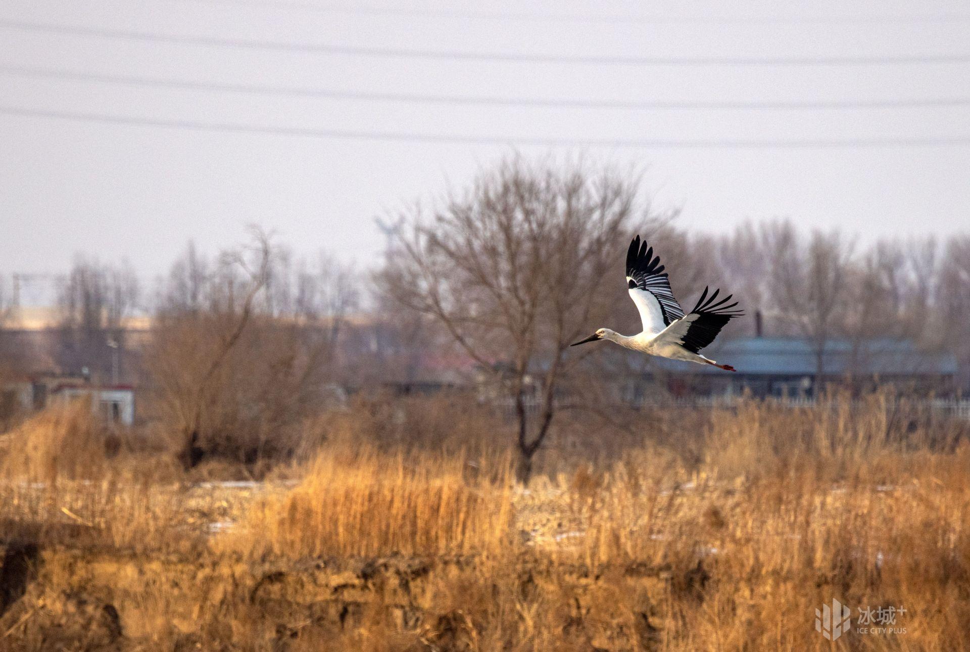 松江水暖它先知 東方白鸛北歸還