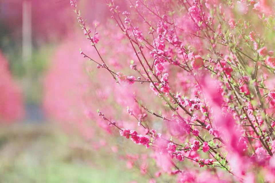 与春天撞个满怀打卡最美春景桂林百亩桃花迎春绽放令人桃醉
