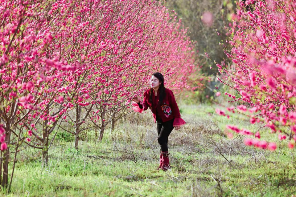 【B】【與春天撞個滿懷 打卡最美春景】 桂林百畝桃花迎春綻放 令人“桃”醉_fororder_圖片45