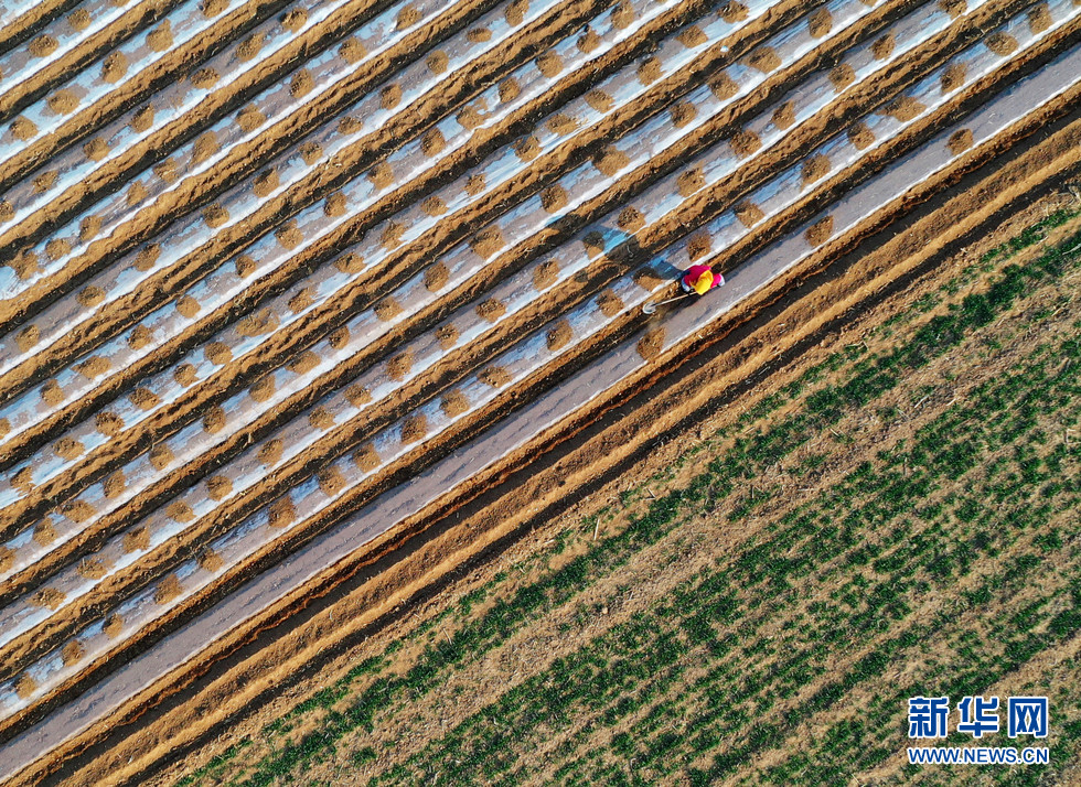 山東膠州:驚蟄過後春耕忙