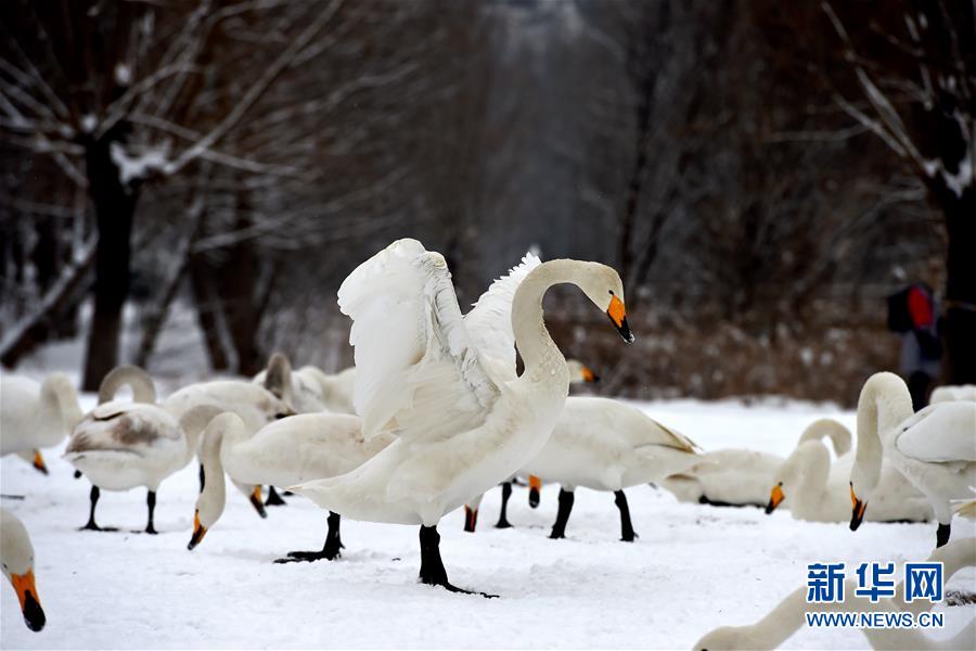 山西平陸：雪中天鵝舞