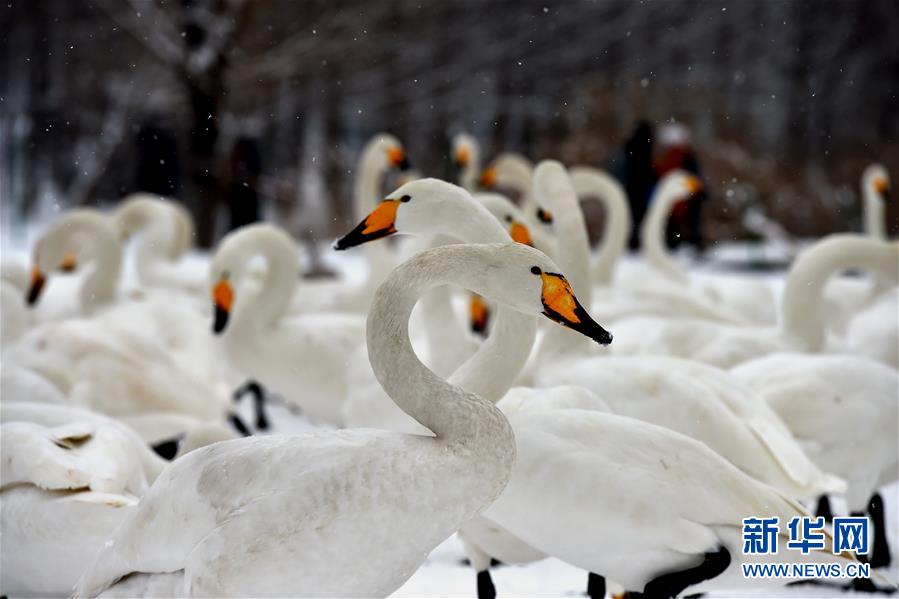 山西平陆：雪中天鹅舞