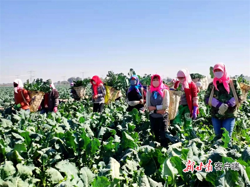 永昌：富民强县 生“菜”有道