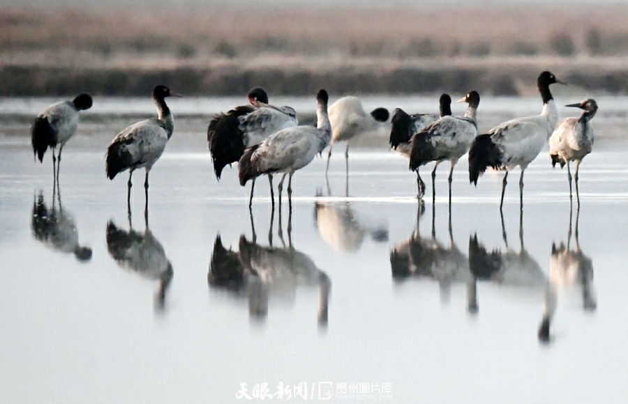 （中首）草海候鸟满意越冬 陆续启程迁徙