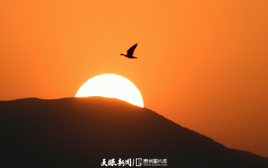 （中首）草海候鸟满意越冬 陆续启程迁徙