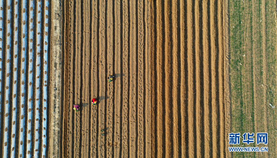 山東膠州:驚蟄過後春耕忙
