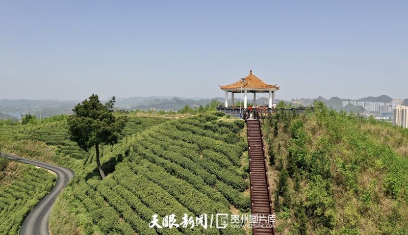 “小茶葉”走出發展“大路徑” 貴陽觀山湖區春茶開採