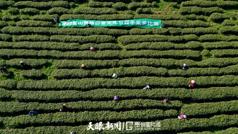 “小茶叶”走出发展“大路径” 贵阳观山湖区春茶开采