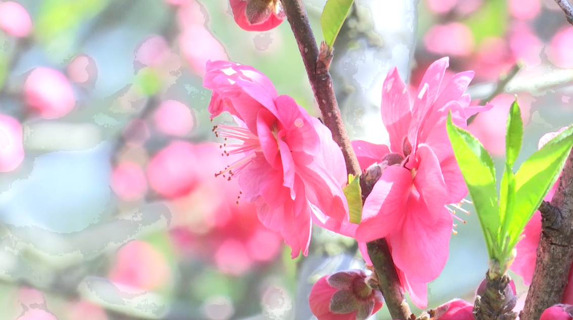 【B】【與春天撞個滿懷 打卡最美春景】廣西賀州：桃花灼灼 遊人覓春來_fororder_圖片56