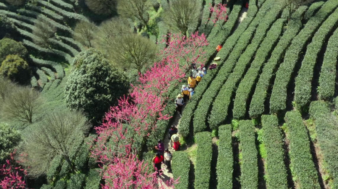 【B】【與春天撞個滿懷 打卡最美春景】廣西賀州：桃花灼灼 遊人覓春來_fororder_圖片59