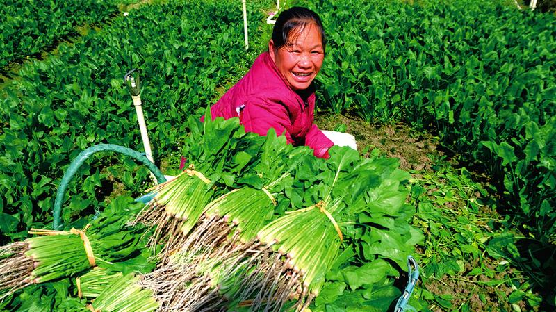 南宁市兴宁区：希望的田野奏响“春之交响曲”