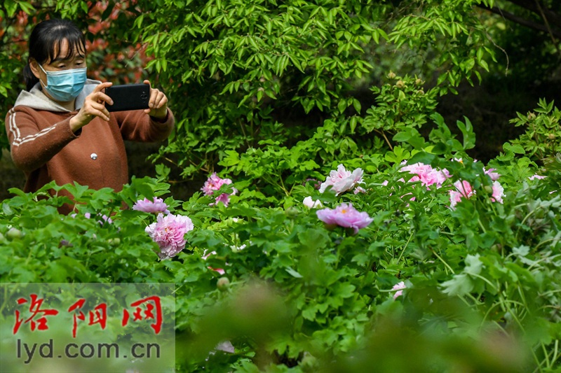 隋唐城遺址植物園：國色初綻露芳容