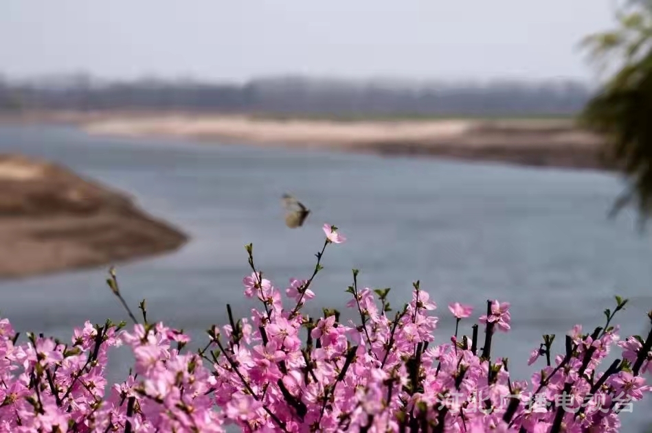 衡水故城大运河：繁华似锦 春意盎然